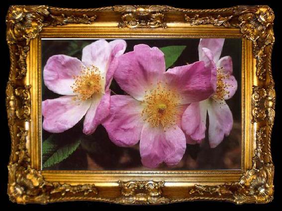 framed  unknow artist Still life floral, all kinds of reality flowers oil painting  193, ta009-2